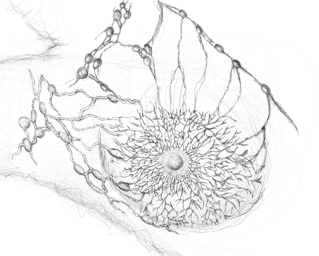 breast lymph vessels anatomy
